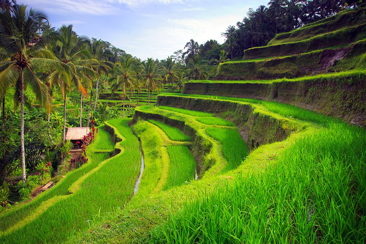 Ubud